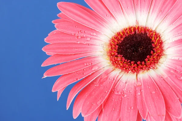 Hermosa flor Gerber sobre fondo azul — Foto de Stock