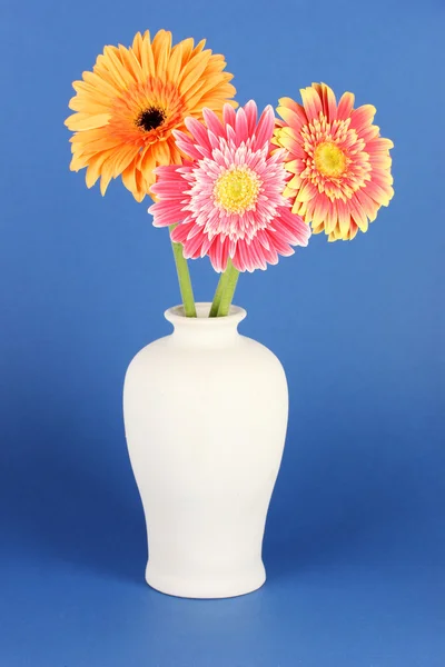 Beautiful Gerber flowers on blue background — Stock Photo, Image