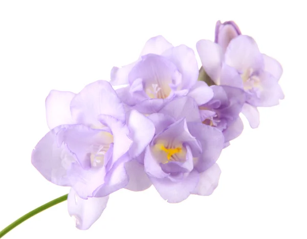 Mooie freesia, geïsoleerd op wit — Stockfoto