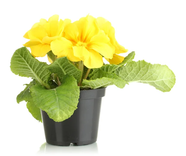 Bela primula amarela em vaso de plantas, isolado em branco — Fotografia de Stock