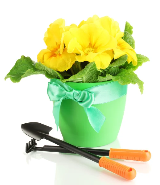 Beautiful yellow primula in flowerpot, isolated on white — Stock Photo, Image
