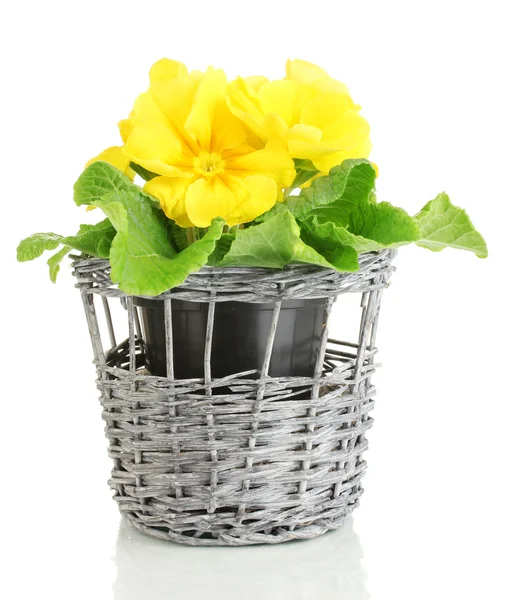 Beautiful yellow primula in basket, isolated on white — Stock Photo, Image