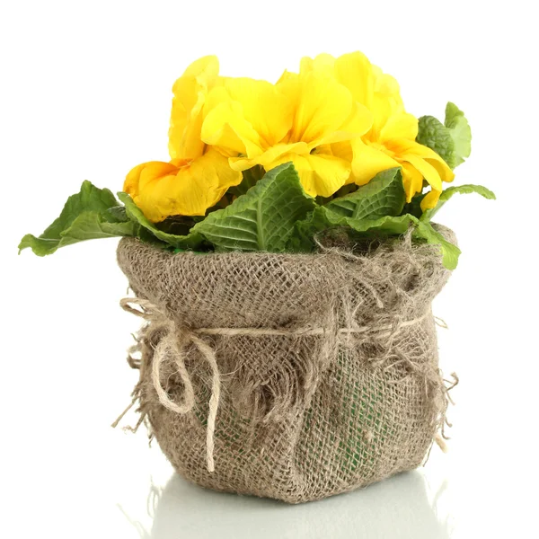 Bela primula amarela em vaso de plantas, isolado em branco — Fotografia de Stock