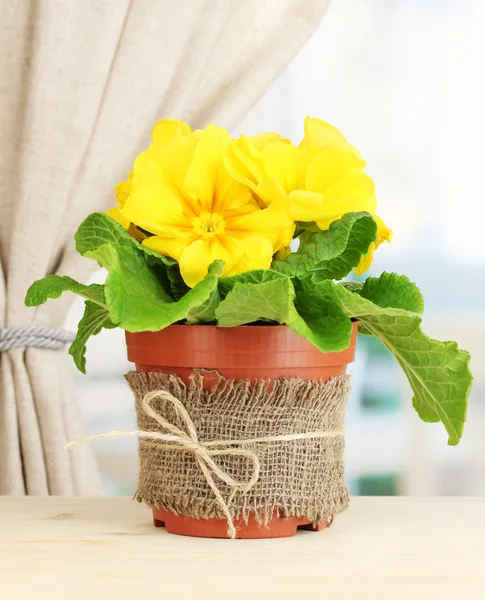 Belle primula jaune dans un pot de fleurs sur un rebord de fenêtre en bois — Photo