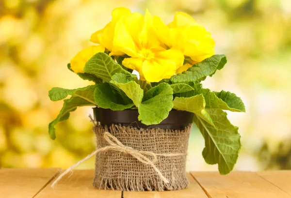 Schöne gelbe Primeln im Blumentopf auf Holztisch auf grünem Hintergrund — Stockfoto