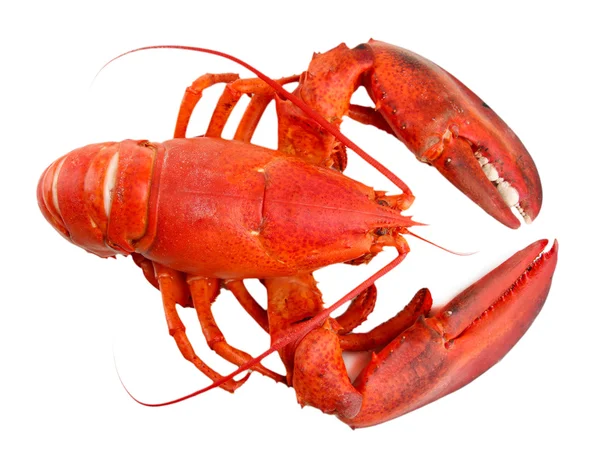 Red lobster isolated on white — Stock Photo, Image