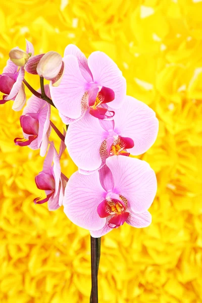 Orquídea bonita suave no fundo amarelo — Fotografia de Stock