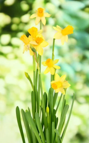 Beautiful yellow daffodils on green background — Stock Photo, Image