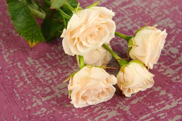 色の背景上の美しいクリーミーなバラの花のクローズ アップ — ストック写真