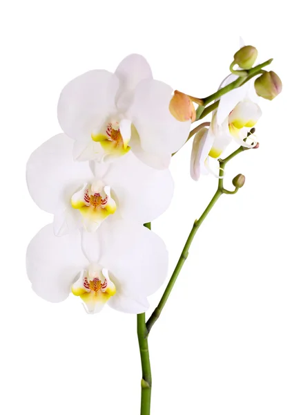 Gentile bella orchidea isolata su bianco — Foto Stock