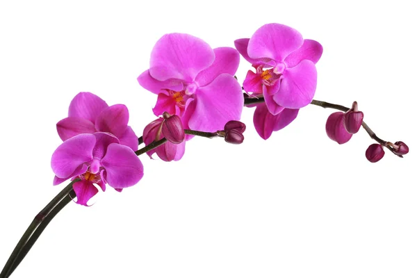 Orquídea hermosa suave aislada en blanco — Foto de Stock