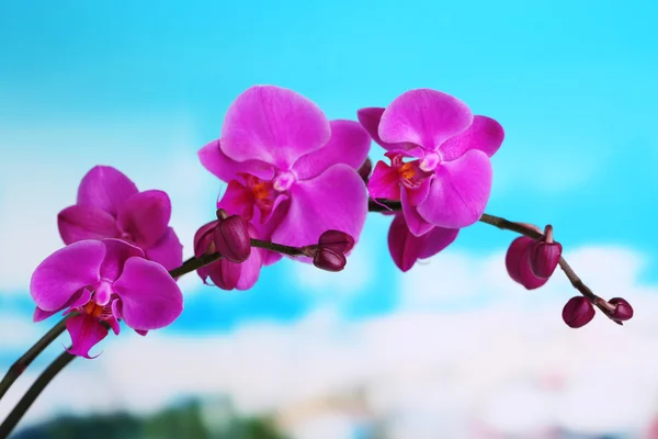 Jemné krásné orchideje na přírodní pozadí — Stock fotografie
