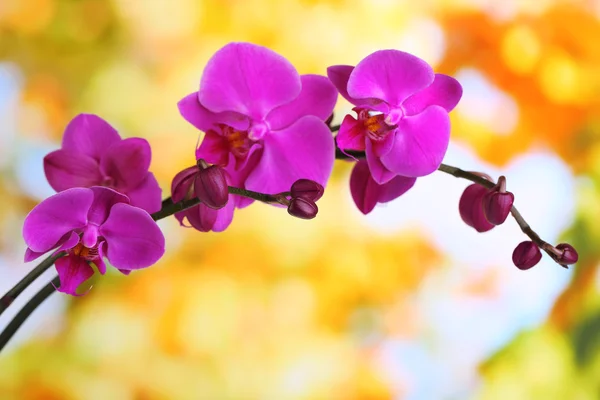 Gentle beautiful orchid on natural background — Stock Photo, Image