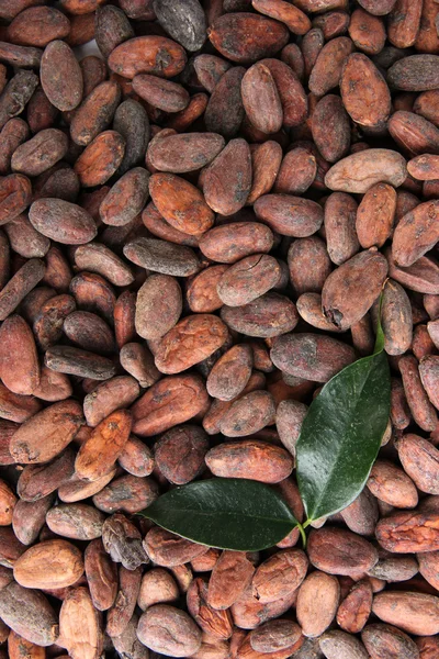 Cocoa beans with leaves, close up — Stock Photo, Image