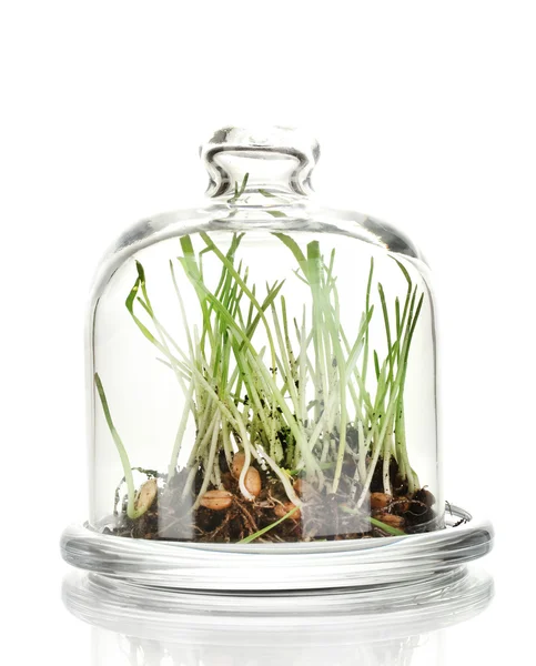 Grass under glass cover isolated on white — Stock Photo, Image