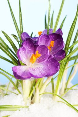 üstünde mavi zemin üzerine kar güzel mor çiğdemler