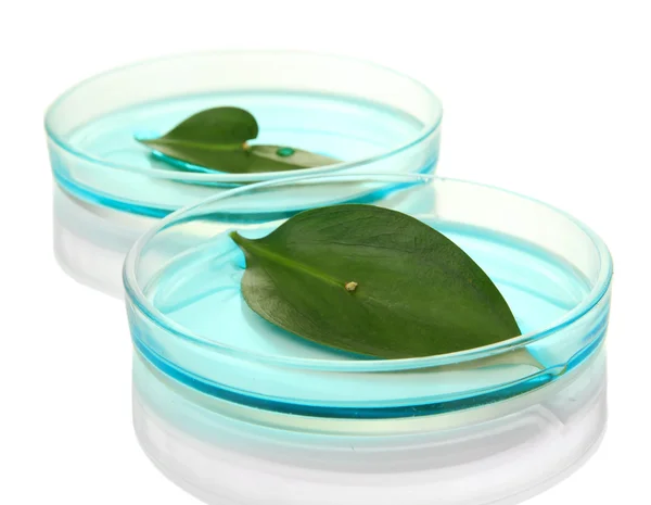 Foglie geneticamente modificate testate in capsule di Petri isolate su bianco — Foto Stock