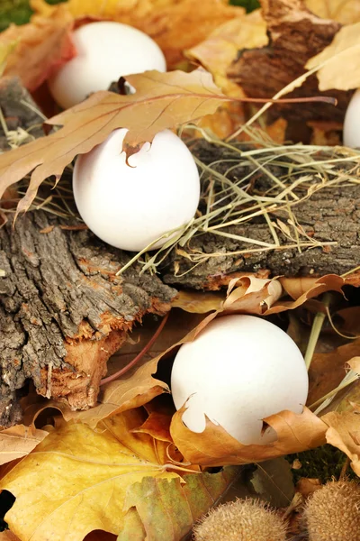 Huevos de Pascua escondidos en hojas — Foto de Stock