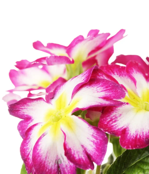 Gyönyörű rózsaszín primula, elszigetelt fehér — Stock Fotó