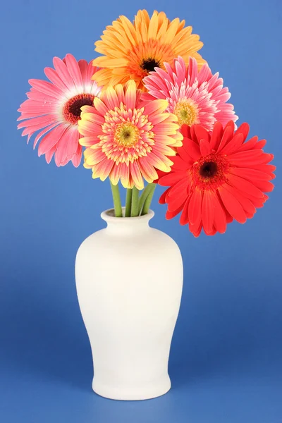 Krásný gerber květiny na modrém pozadí — Stock fotografie