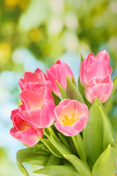 Pink tulips on bright background — Stock Photo, Image