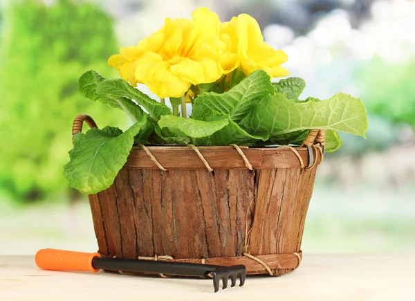 Schöne gelbe Primeln im Korb auf Holztisch auf grünem Hintergrund — Stockfoto