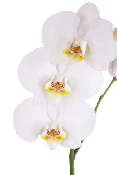 Szelíd gyönyörű orchidea elszigetelt fehér — Stock Fotó