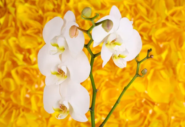 Gentle beautiful orchid on yellow background — Stock Photo, Image