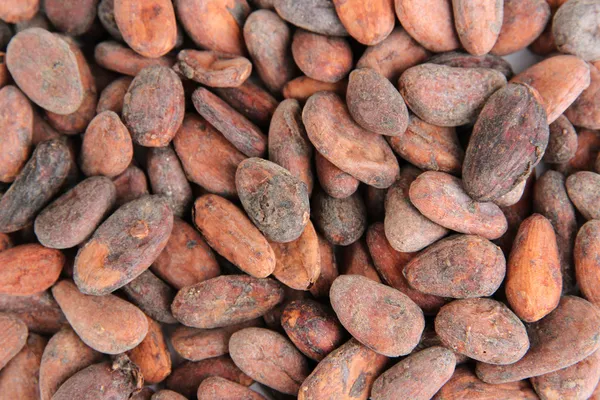 Kakaobönor, närbild — Stockfoto