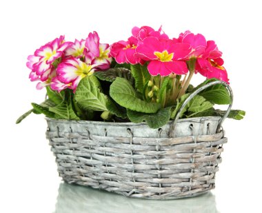 beyaz izole güzel pembe primulas sepeti,