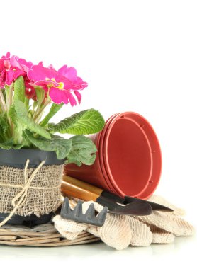 güzel pembe primula saksı ve üzerinde beyaz izole Bahçe aletleri