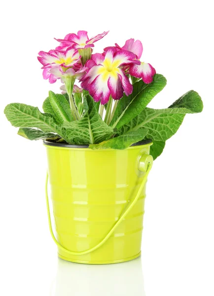 Beautiful pink primula in — Stock Photo, Image