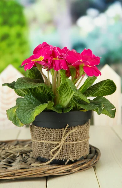 Bella primula rosa in vaso da fiori, su tavolo di legno, su sfondo verde — Foto Stock