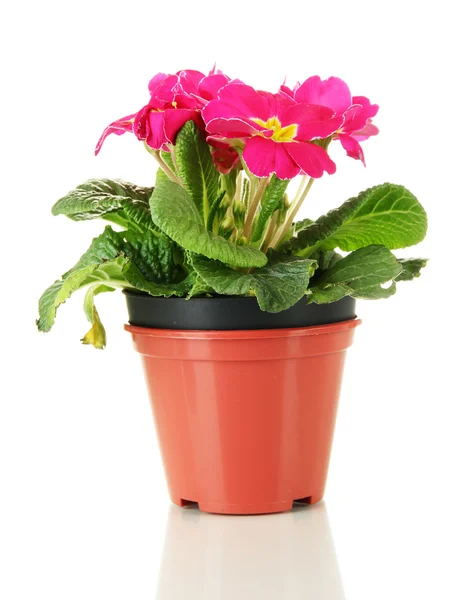 Beautiful pink primula in flowerpot, isolated on white — Stock Photo, Image