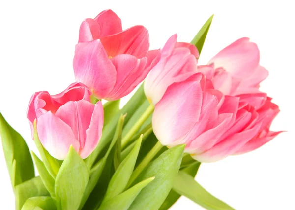 Pink tulips isolated on white — Stock Photo, Image