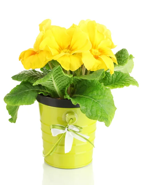 Beautiful yellow primula in flowerpot, isolated on white — Stock Photo, Image