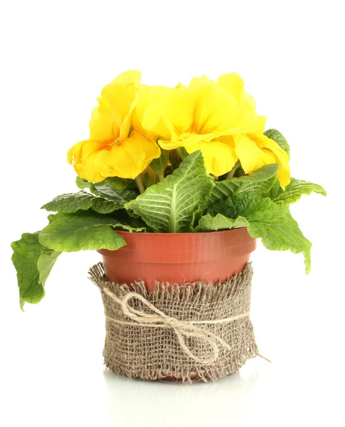 Beautiful yellow primula in flowerpot, isolated on white — Stock Photo, Image