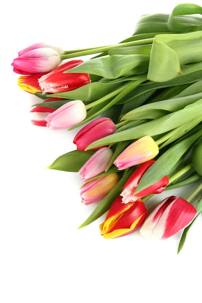 Beautiful tulips in bucket isolated on white — Stock Photo, Image