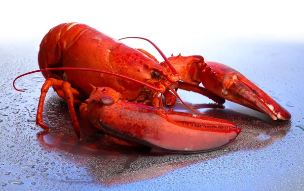 Langosta roja sobre fondo azul — Foto de Stock