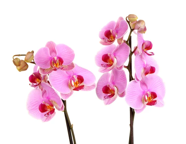 Milde vakre orkideer isolert på hvitt – stockfoto