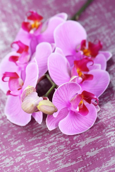 Orquídea bonita doce na mesa de madeira close-up — Fotografia de Stock