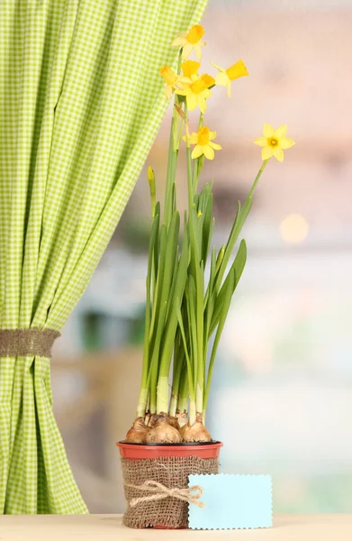 Beautiful yellow daffodils in flowerpot on window background — Stock Photo, Image