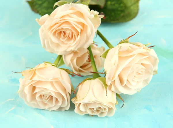 Красивые сливочные розы крупным планом, на цветном фоне — стоковое фото