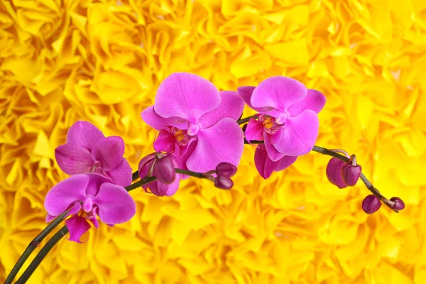在黄色背景上的温柔美丽兰花 — 图库照片