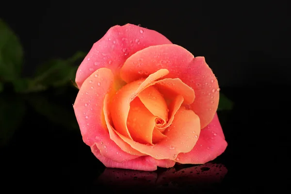 Rose with drops isolated on black — Stock Photo, Image