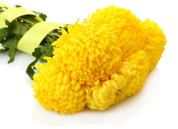 Leuchtend gelbe Chrysanthemen, isoliert auf weiß — Stockfoto