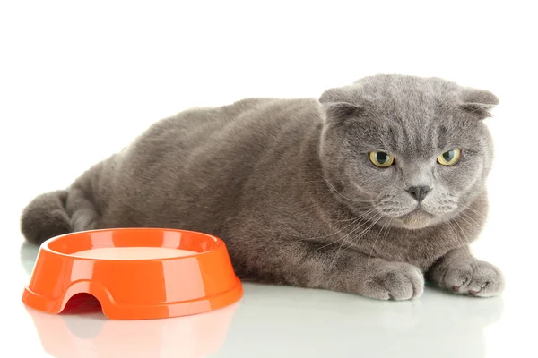 Chat avec nourriture isolée sur blanc — Photo