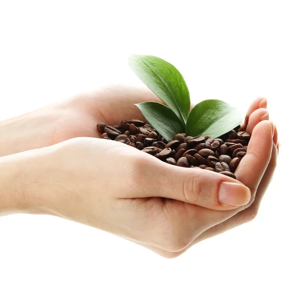 Coffee beans with leaves in hand isolated on white — Stock Photo, Image