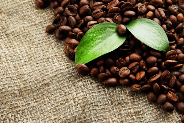 Coffee beans with leaves on sack-cloth background — Stock Photo, Image