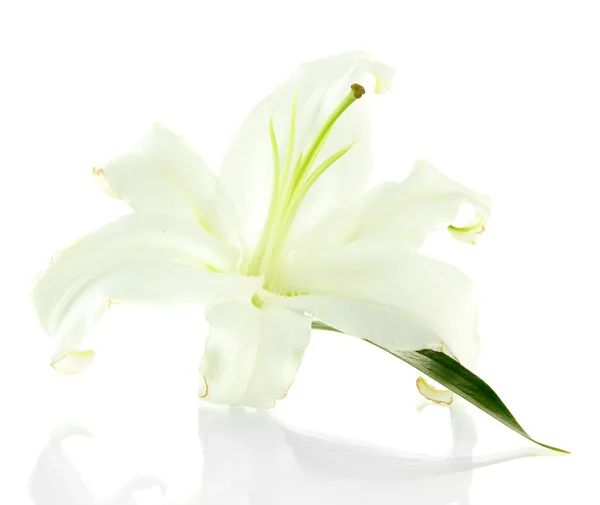 Piękne lilia, na białym tle — Zdjęcie stockowe